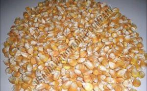 Yellow Maize Seeds