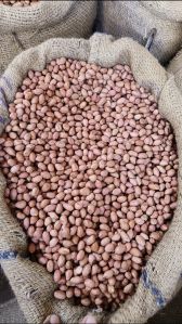 Groundnut Seeds