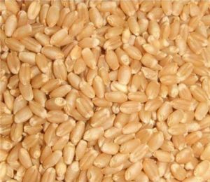 Machine Clean Wheat Grain