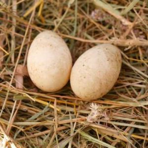 Duck Eggs