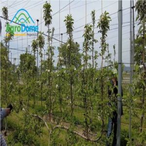 A Roof Shade Net House Anti Rain for Grape
