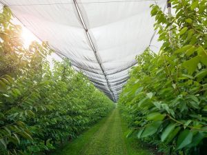 Cherry Orchard Structure for Rain Protection