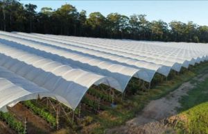 Customized Roof Multi Span Tunnels Greenhouse