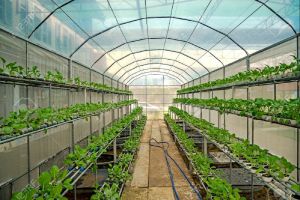 Greenhouse for Hydroponic