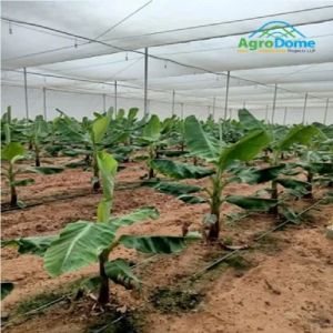 Low Cost Agricultural Green House