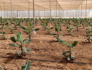 Orchards Flat Roof Shade Net House