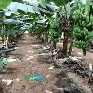 Shade Net House For Banana Orchards Farming