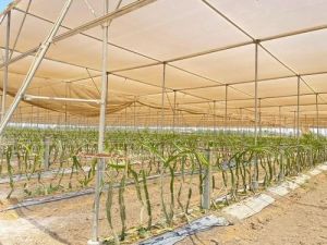 Shade Net House For Dragon Fruit Orchards