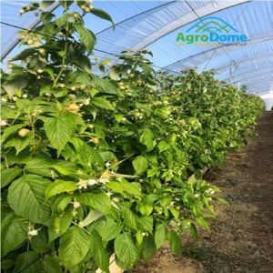 Shade Net House for Fruit Farming