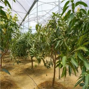 Shade Net House for Mango Farming Orchards