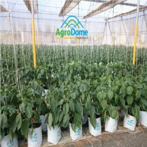 Shade Net House for Red & Yellow Capsicum