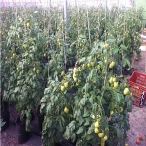 Shade Net House for Tomatoes