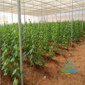 Shade Net House for Vegetables Farming