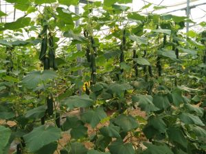Wire Rope Net House for Cucmber Cultivation