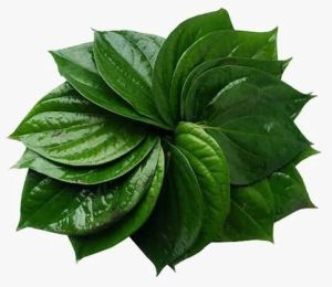 Fresh Green Betel Leaves