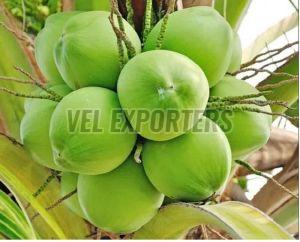 a Grade Tender Coconut