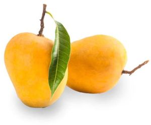 Fresh Alphonso Mango