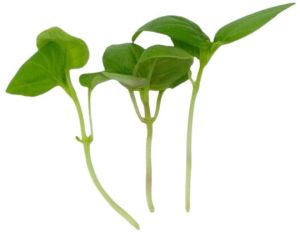 Basil Microgreen