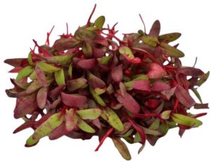 Beetroot Bull\'s Blood Microgreen