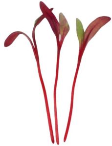 Beetroot Bull\'s Blood Microgreen