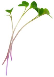 Broccoli Microgreen