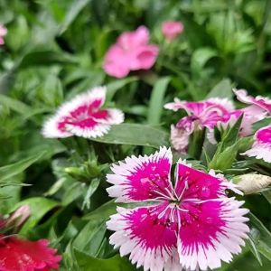 Fresh Dianthus Flower