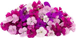 Fresh Dianthus Flower