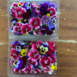 Fresh Dianthus Flower