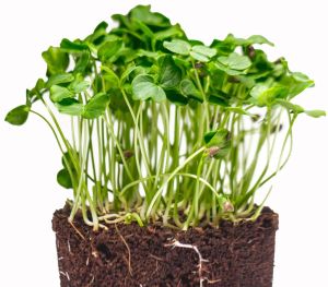 Gongura Microgreen