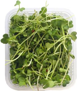 Green Radish Microgreen