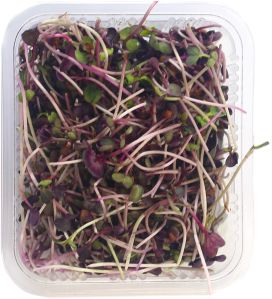 Purple Radish Microgreen