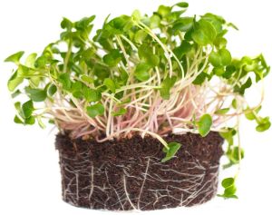 Purple Radish Microgreen