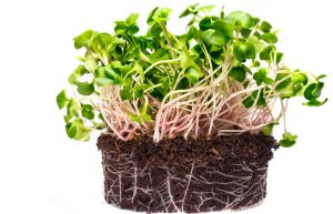 Radish Microgreen
