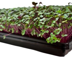 Red Cabbage Microgreen