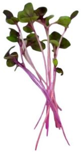 Red Cabbage Microgreen