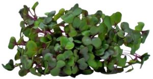 Red Cabbage Microgreen