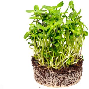 Sunflower Microgreen