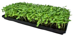 Sunflower Microgreen