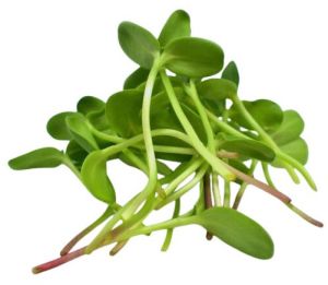 Sunflower Microgreen