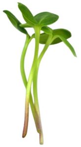 Sunflower Microgreen