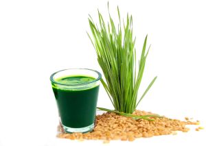 Fresh Wheat Grass