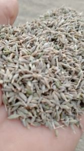 Cumin Seeds