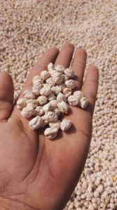 Kabuli Chana