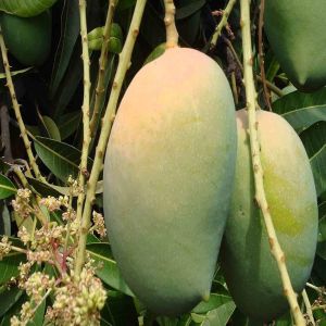 Green Talala Gir Organic Kesar Mango
