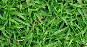 Green Bermuda Lawn Grass