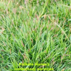 Green Mexican Lawn Grass