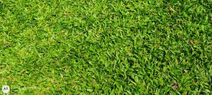 Green Natural Blade Grass Carpet