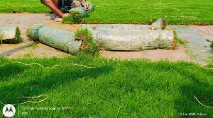 Selection Number 1 Grass Carpet