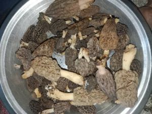 Dried Guchi Mushroom