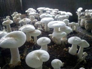 Fresh White Milky Mushroom